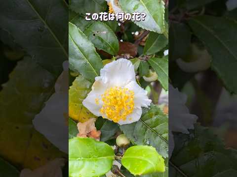 自然風の庭 11月に咲く白と黄色の花