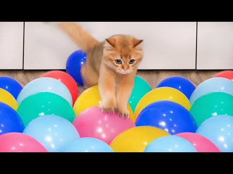 Can Cats Walk On Balloons? | Compilation