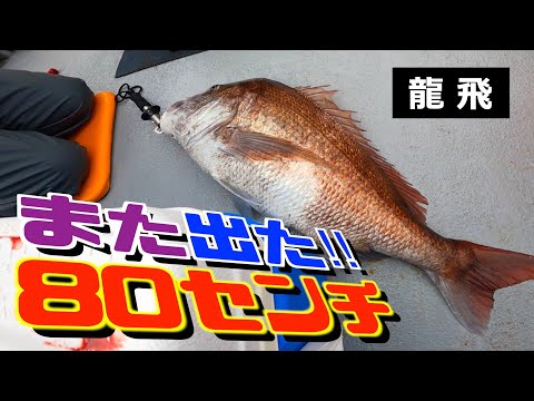 【真鯛・鰤】一回の釣行で二枚のハチマルと一本のブリ。龍飛は魚種豊富だった！