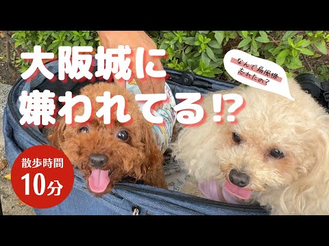 大阪城に嫌われてる⁉【トイプードルのララとハク】