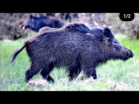 BEST WILD BOAR HUNTING IN WINTER | KARDA DOMUZ AVI