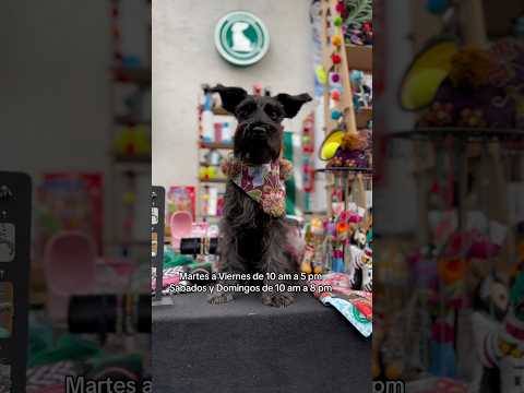 El perro viral que todos aman, ya tiene su propia tienda en Coyoacán