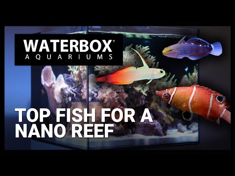 Top Fish For Nano Reef Aquarium