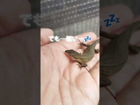 【飼育日記】ウトウト💤