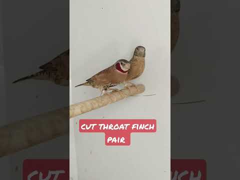 cut throat finch pair #exoticbird #finches