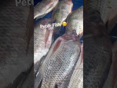 TILAPYA ALSO KNOW AS ST. Peter FISH I WHAT MENU YOU LIKE IT? ME FRIED #share  #viral  #fun  #like