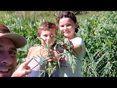 🔴 LIVE in the garlic patch at Heartway Farms