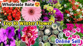 Top 10 Winter Flower Plant 2024 Plant Nursery in  Kolkata