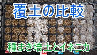 覆土で違いは出るのか？種まき培土とイネニカで実験　Part1　21/3/7