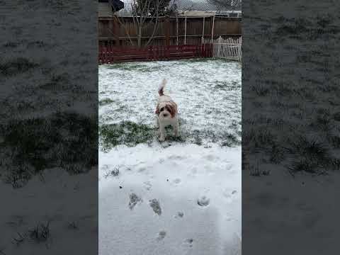 Puppy 🐶 loves the snow ❄️ #puppy #puppylovers #snow#狗#狗狗