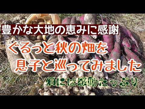 秋の畑を息子と巡る／秋の恵みに大感謝