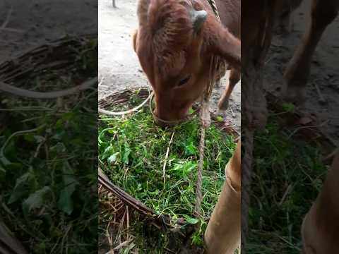 cow #funny #funnyvideo