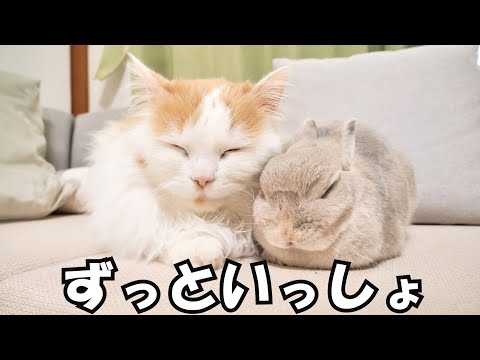 仲良し同盟を結んだうさぎと猫の奇跡のようなコミュニケーション総集編