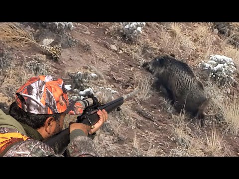 EPIC HUGE WILD BOAR HUNTS, LONG RANGE PERFECT SHOTS, WILD LIFE