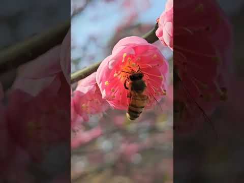 Plum blossoms herald the spring - at the Chinese Garden of Huntington Library 1/18/2024