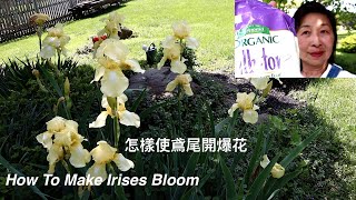 SUB）鳶尾不開花怎麼辦｜兩個小動作讓鳶尾開爆花｜How To Make Irises Bloom