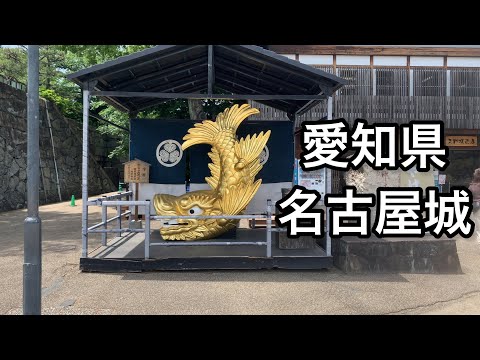 【愛知】名古屋城を散策。綺麗すぎる。必見です【aichi】