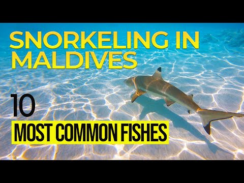 10 Common Fishes You'll Meet While Snorkeling in the Maldives 🐠 You will not believe their SECRETS !