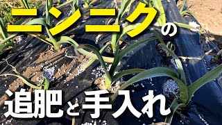 ニンニクの追肥と手入れ｜ホワイト六片と中国産ニンニクの3月中にやっておきたい作業の流れを紹介します｜和光市の家庭菜園の作業動画