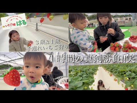 【最&高!!】子連れ３歳&１歳いちご狩りで苺もスイーツも食べまくり♡inいちご畑はる