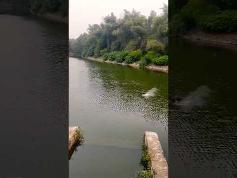 #nature #birds 🐦 #lake #trending #viral #shortsfeed #ytshorts #tamil #shortsindia #yt #shorts