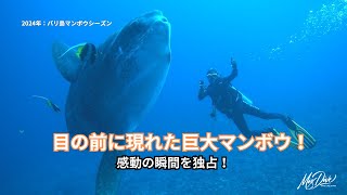 バリ島マンボウシーズン到来：感動的な巨大マンボウとの出会い