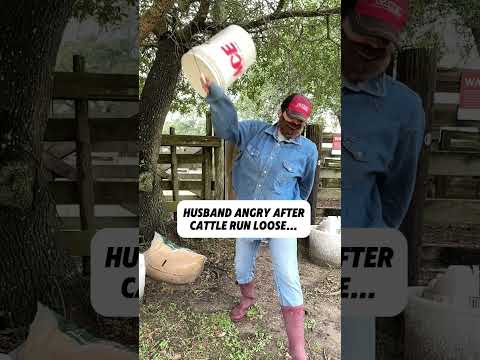 Cattle cause drama! #cows #ranchinglife #marriagelife #cattleranch