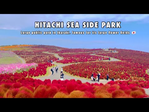 HITACHI SEASIDE PARK | Ibaraki Hitachinaka Mawatari, Japan 🇯🇵