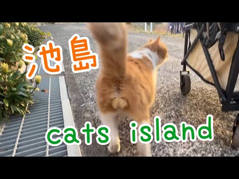 池島上陸　朝１歓迎を受けた猫ちゃんLanding on Ikeshima - A cat welcomed first thing in the morn　【池島　2024-5年末,  正月　猫島巡り