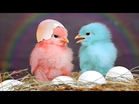 World Cute Chickens | Colorful Chickens | Rainbows Chickens