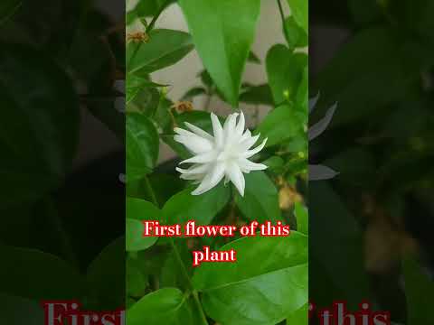 nadaniyan #firsttime #firstflower #video #shorts #shortsvideo #keshav #motivational_KESHAV854