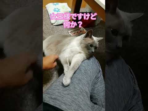 【女王なニャンコ】ひっつきテトちゃん　#cat #shorts #女王 #甘えん坊の猫 #テト