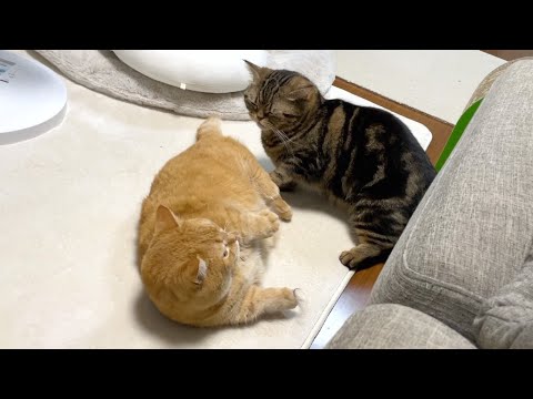 兄猫のおしりを嗅いだ弟猫の顔が大変なことに…