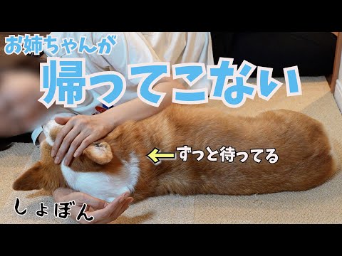 長女が帰ってこない日寂しそうな愛犬を抱きしめたらこうなりました