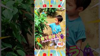 畑で遊ぼう🍆ひいばあちゃん家の庭❤️3歳BOY👦