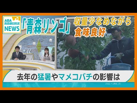 「青森リンゴ」前年の猛暑やマメコバチ減少の影響懸念も 収量少なめながら食味は良好　気候変化など難しい環境が続く中　生産者も知恵絞る