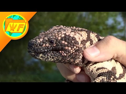 THIS is what happens when a GILA MONSTER BITES you...