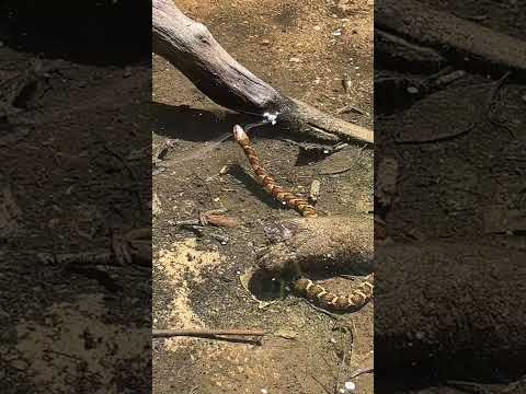 Snake in the Water Catches us by Surprise (Banded Water Snake)