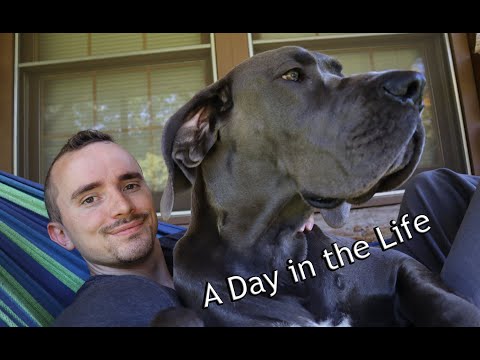 Great Dane Daily Routine