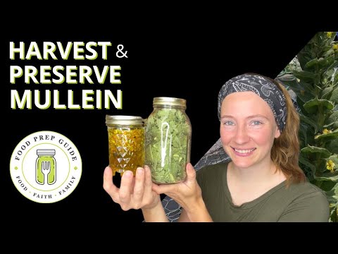 How to Harvest, Preserve, and Use Mullein