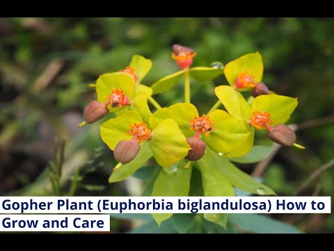 Gopher Plant (Euphorbia biglandulosa) How to Grow and Care