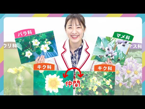 (Flower Family groups of fruits and vegetables) Let's learn about to differentiate different flowers