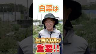 家庭菜園や農園の白菜栽培は生育初期が重要！9月から始める自家製白菜の作り方！#shorts 【農園ライフ】