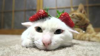 のせ猫 x みみいちご Strawberry