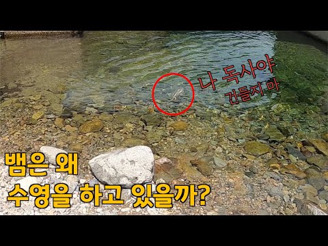 계곡에서 수영하고 있는 독사 구경하기 [수심 2m, 가족과 가기 좋은 계곡]