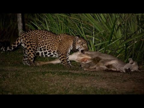 Night drive wild life 🐆🦒