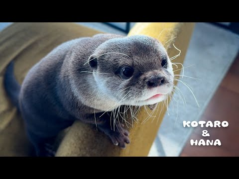 My Otter’s COMPLETE Transformation After His Birthday