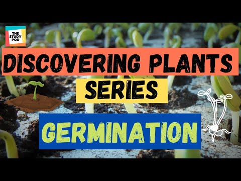 GERMINATION | DISCOVERING PLANTS SERIES | Part 6 | Science |The Study Pod