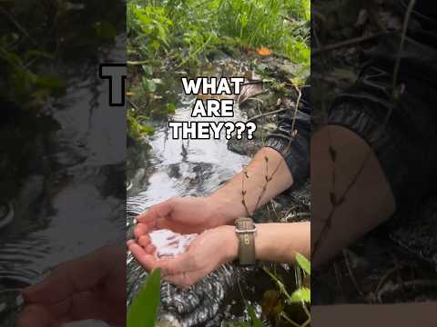 Mystery fish found in waterfall pools! #nature