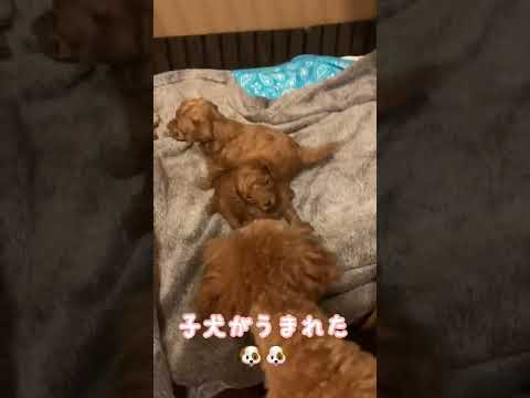 ナイスキャッチ〜♪あぶなかった・・・【トイプードル】